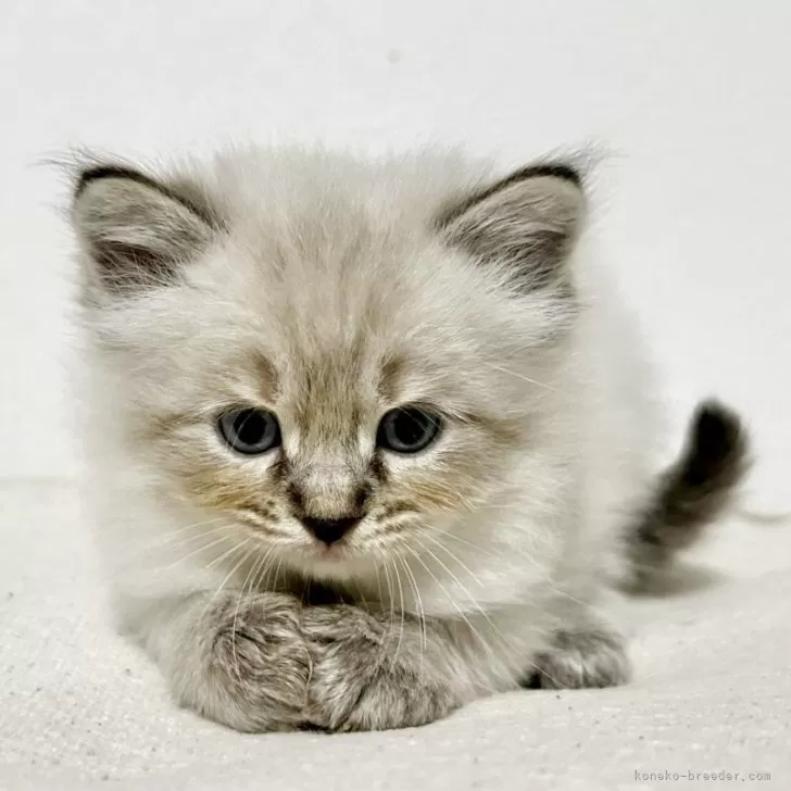 ID:2505-03533の子猫