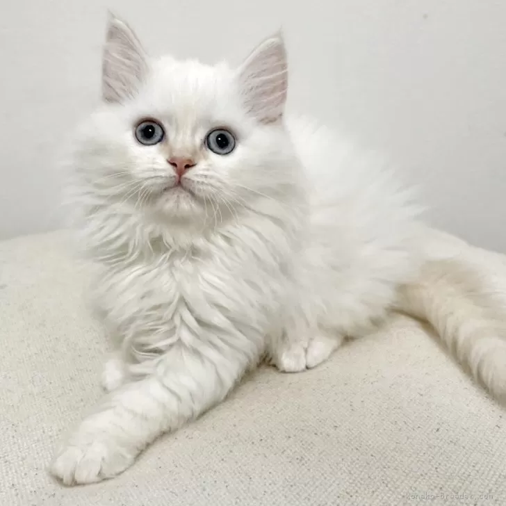 じょん 様のお迎えした子猫
