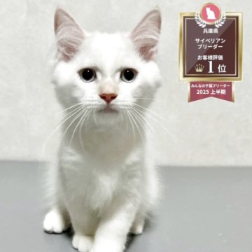 サイベリアン【兵庫県・男の子・2025年5月29日・クリームポイント】の写真「毛はモフモフで顔まん丸の男の子」
