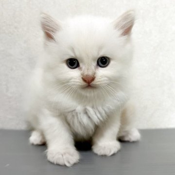 サイベリアン【兵庫県・男の子・2025年5月29日・クリームポイント】の写真「毛はモフモフで顔まん丸の男の子」