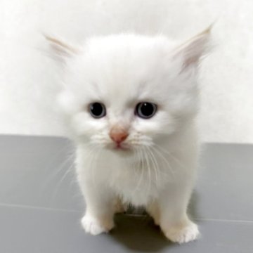 サイベリアン【兵庫県・男の子・2025年5月29日・クリームポイント】の写真「毛はモフモフで顔まん丸の男の子」