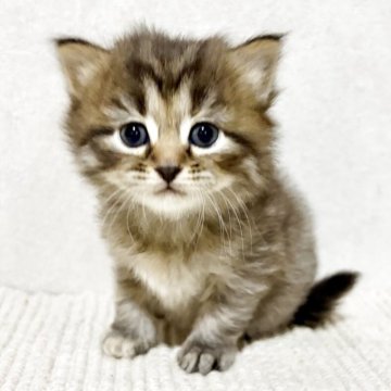 サイベリアン【兵庫県・女の子・2025年10月25日・ブラウンパッチドタビー】の写真「毛はモフモフのおっとりちゃん♪」