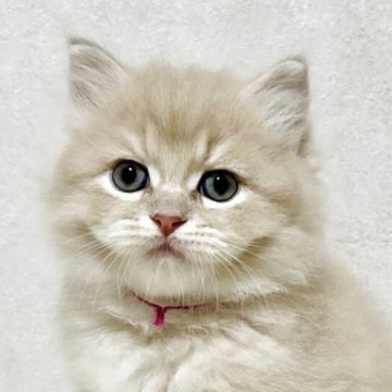 サイベリアン【兵庫県・男の子・2025年9月20日・クリームタビー】の写真「人気のクリームタビーの男の子✨」