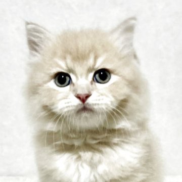 サイベリアン【兵庫県・男の子・2025年9月20日・クリームタビー】の写真「人気のクリームタビーの男の子✨」