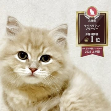 サイベリアン【兵庫県・男の子・2025年9月20日・クリームタビー】の写真「人気のクリームタビーの男の子✨」