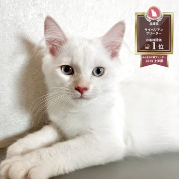 サイベリアン【兵庫県・男の子・2025年5月29日・クリームポイント】の写真「猫アレルギーの方ぜひご相談下さい♪」