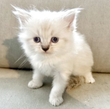 サイベリアン【兵庫県・女の子・2025年5月29日・ブルーリンスクポイント】の写真「毛はモフモフの元気な女の子」