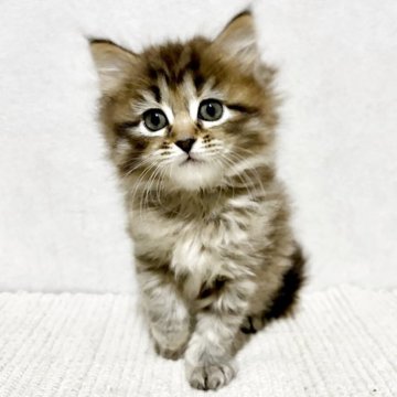 サイベリアン【兵庫県・女の子・2025年10月25日・ブラウンパッチドタビー】の写真「毛はモフモフのおっとりちゃん♪」