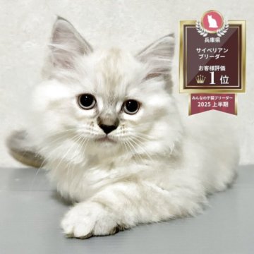 サイベリアン【兵庫県・女の子・2025年5月29日・ブルーリンスクポイント】の写真「毛はモフモフの元気な女の子」