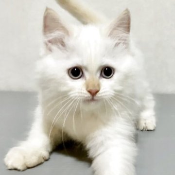 サイベリアン【兵庫県・女の子・2025年5月29日・クリームポイント】の写真「毛はモフモフで顔まん丸の女の子」