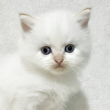 サイベリアン【兵庫県・男の子・2025年9月20日・クリームポイント】の写真「珍しいクリームポイントの男の子✨」