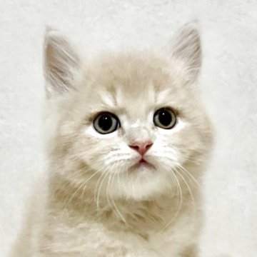 サイベリアン【兵庫県・男の子・2025年9月20日・クリームタビー】の写真「人気のクリームタビーの男の子✨」