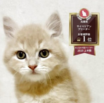 サイベリアン【兵庫県・男の子・2025年9月20日・クリームタビー】の写真「人気のクリームタビーの男の子✨」