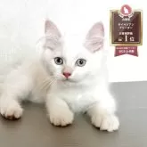 サイベリアン
