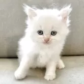 サイベリアン