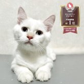 サイベリアン