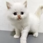 サイベリアン