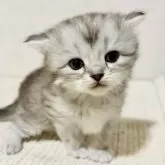 サイベリアン【兵庫県・女の子・2025年10月25日・シルバーパッチドタビー】の写真1