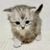 サイベリアン【兵庫県・女の子・2025年10月25日・シルバーパッチドタビー】の写真3