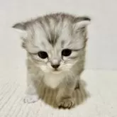 サイベリアン【兵庫県・女の子・2025年10月25日・シルバーパッチドタビー】の写真6