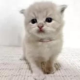 サイベリアン【兵庫県・男の子・2025年9月20日・クリームタビー】の写真11