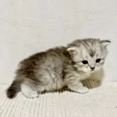 サイベリアン【兵庫県・女の子・2025年10月25日・シルバーパッチドタビー】の写真5