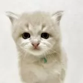 サイベリアン【兵庫県・男の子・2025年9月20日・クリームタビー】の写真13