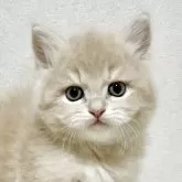 サイベリアン【兵庫県・男の子・2025年9月20日・クリームタビー】の写真10