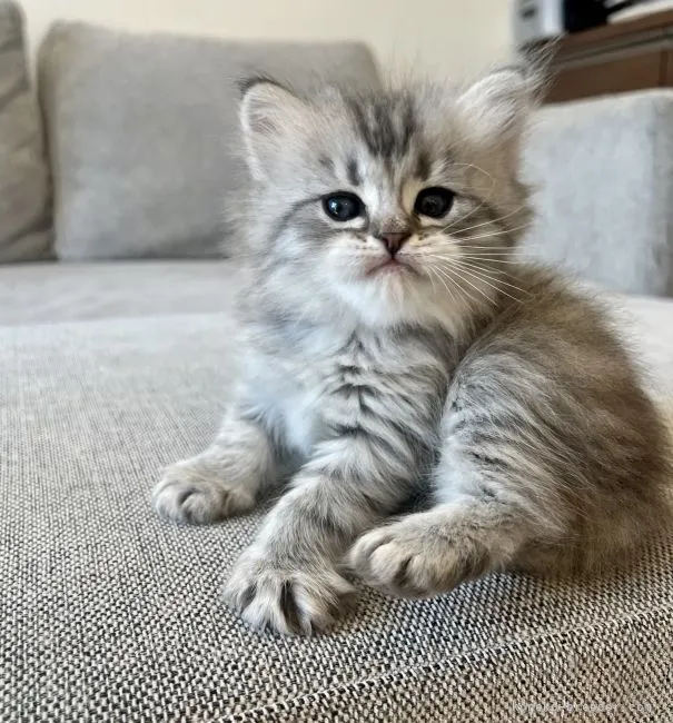 ID：2201-00141の子猫