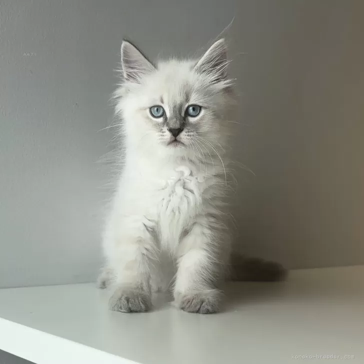 ID：2408-01672の子猫