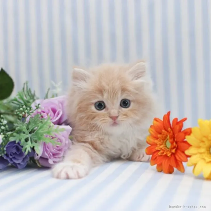 ID:2304-01278の子猫