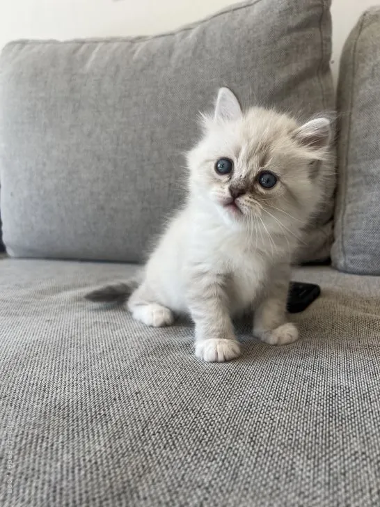 ID：2201-00137の子猫