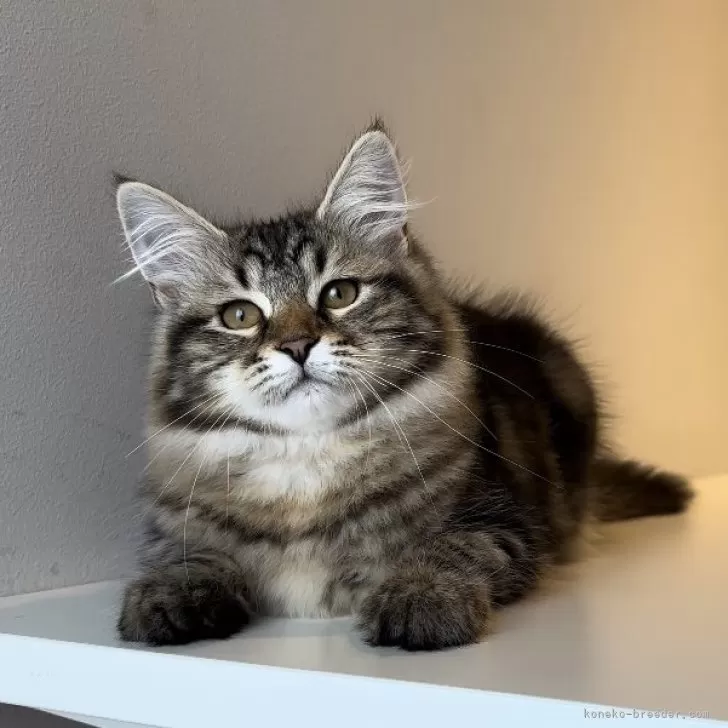 ID:2405-02444の子猫