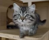 サイベリアン【埼玉県・女の子・2025年7月30日・ブラウンクラシックタビー】の写真10