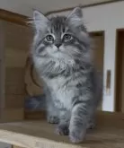 サイベリアン【埼玉県・女の子・2025年7月30日・ブルーマッカレルタビー】の写真10