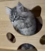 サイベリアン【埼玉県・女の子・2025年7月30日・ブルーマッカレルタビー】の写真13