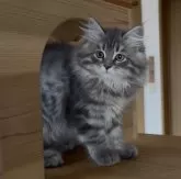 サイベリアン【埼玉県・女の子・2025年7月30日・ブルーマッカレルタビー】の写真14