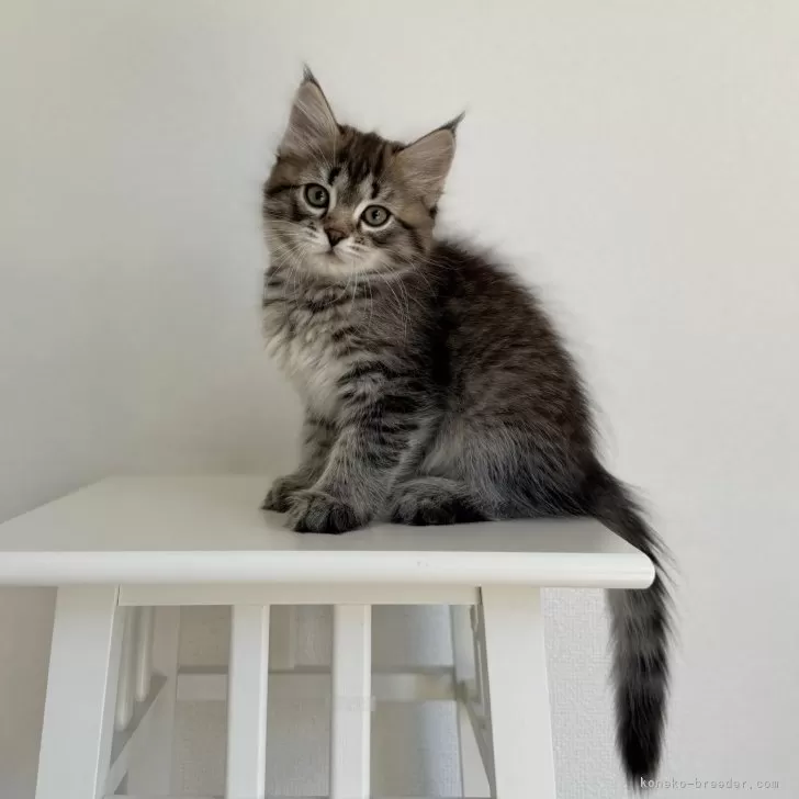 ID：2605-01375の子猫