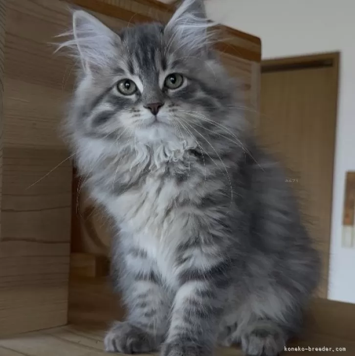 サイベリアン【埼玉県・女の子・2025年7月30日・ブルーマッカレルタビー】の写真1