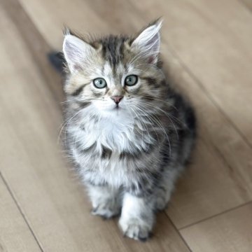 サイベリアン【埼玉県・女の子・2025年4月19日・ブラウンクラシックタビー（トリプルコート）】の写真「お母さん似の優しい子」