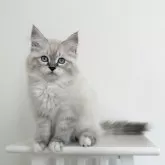 サイベリアン