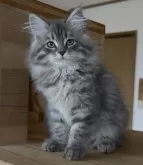 サイベリアン【埼玉県・女の子・2025年7月30日・ブルーマッカレルタビー】の写真2