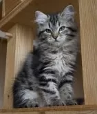 サイベリアン【埼玉県・女の子・2025年7月30日・ブラウンクラシックタビー】の写真2