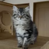 サイベリアン【埼玉県・女の子・2025年7月30日・ブラウンクラシックタビー】の写真4