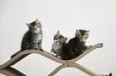 サイベリアン【埼玉県・男の子・2026年3月10日・ブラック系/ブラウン系】の写真8