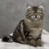 サイベリアン【埼玉県・女の子・2025年7月30日・ブラウンクラシックタビー】の写真6