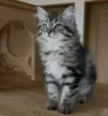 サイベリアン【埼玉県・女の子・2025年7月30日・ブラウンクラシックタビー】の写真6