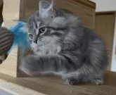 サイベリアン【埼玉県・女の子・2025年7月30日・ブルーマッカレルタビー】の写真7