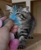 サイベリアン【埼玉県・女の子・2025年7月30日・ブラウンクラシックタビー】の写真9