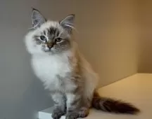 サイベリアン【埼玉県・男の子・2024年11月2日・シールリンクスポイント】の写真9